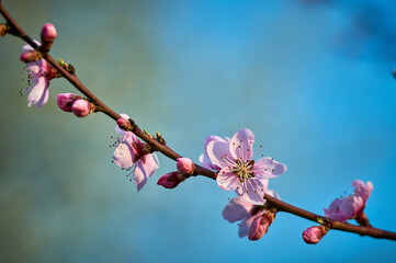 Beautiful nature with flowering tree and sun. Spring flowers with blurred background. Blossom tree over nature background with selective focus
