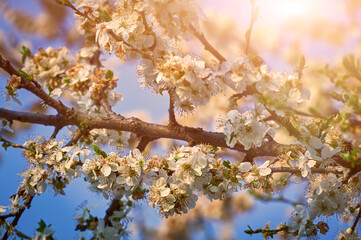 Beautiful nature with flowering tree and sun. Spring flowers with blurred background. Blossom tree over nature background with selective focus