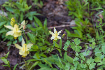 Yellow Columbine Flowers 
