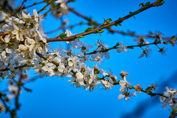Beautiful nature with flowering tree and sun. Spring flowers with blurred background. Blossom tree over nature background with selective focus