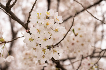 cherry tree blossom