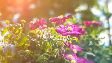 Fototapeta premium Sunlit clematis flowering garden vine located Lower yakima valley indian reservation