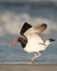 American Oystercatcher dancing along the ocean's edge.