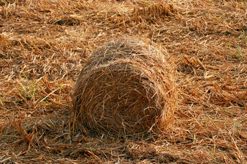 bundles of paddy rice straw after harvested field