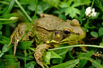 frog in the pond