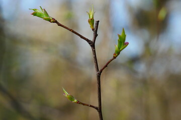 spring buds of a young plant