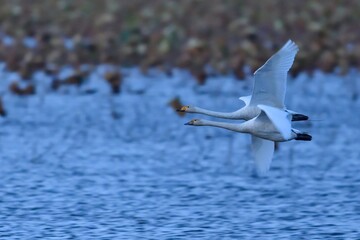 夕暮れ時に枯れたハスの上を飛ぶ二羽のハクチョウ