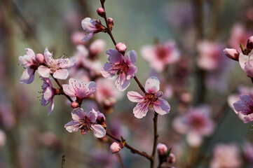 Beautiful nature with flowering tree and sun. Spring flowers with blurred background. Blossom tree over nature background with selective focus