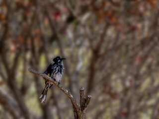 Australian Honeyeater