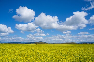 Obraz premium Yellow Fields