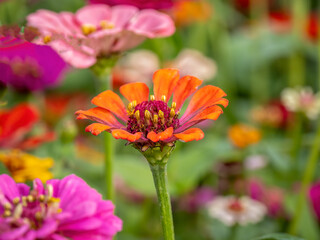 Closeup of colorful bright Zinnias