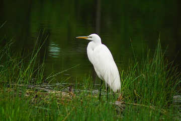 great blue heron