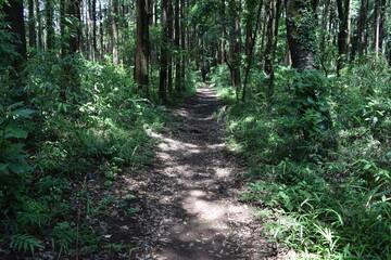 森林の中の遊歩道