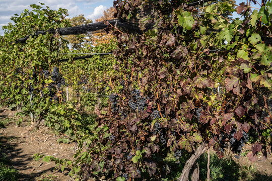 Grapes Ready for Harvest at Finger Lakes Vineyard