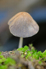 森の中の小さなキノコのアップ