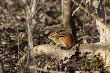Naklejka na ściany i meble Chipmunk sitting on the forest floor in the sun on a fallen log. 