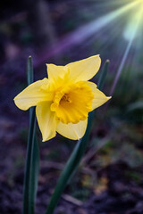 Beautiful spring flower, yellow daffodil in the garden at Springtime.