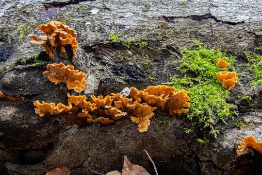 Side view of a chicken of the woods tree fungus, also called Laetiporus sulphureus or schwefelporling