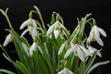 Fototapeta na wymiar Galanthus nivalis. Snowdrops on black background. Springtime symbol.