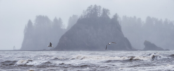 sea bird seagulls flying in the fog around james island on rialto beach la push washington pacific northwest