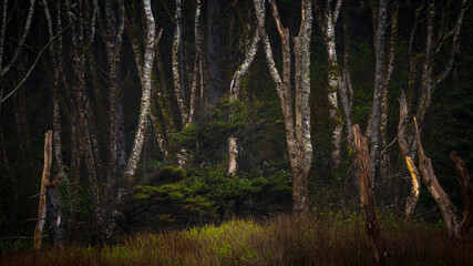 Dark forest behind Rialto Beach la push clallam county quillayute reservation