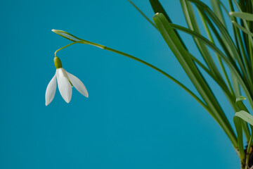 Galanthus nivalis. Snowdrops on the blue background. Springtime symbol.