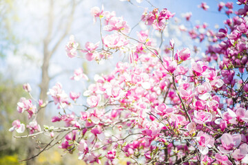 Banner with spring nature. Closeup of blooming magnolia tree.