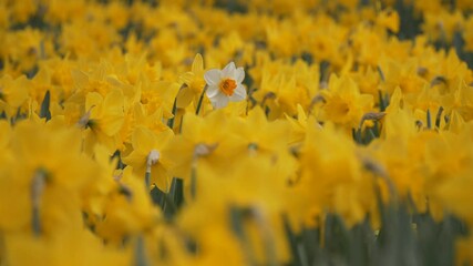 Odd one out: the only white flower amongst yellow flowers.
