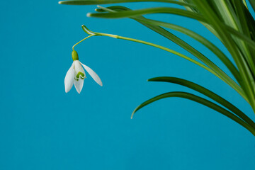 Galanthus nivalis. Snowdrops on the blue background. Springtime symbol.