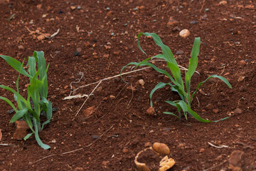Small corn plantation in the city.