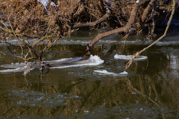 Ice floe attached to a tree branch hanging in the water