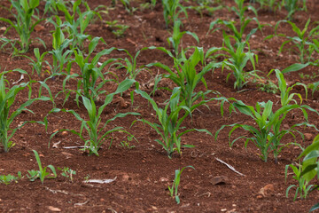 Small corn plantation in the city.