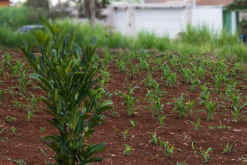 Small corn plantation in the city.