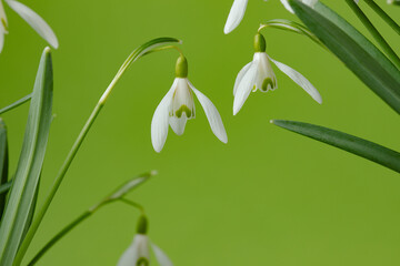 Galanthus nivalis. Snowdrops on the green background. Springtime symbol.