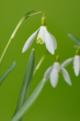 Galanthus nivalis. Snowdrops on the green background. Springtime symbol.