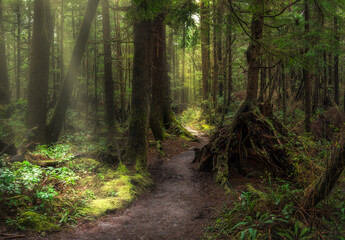 path through the olympic rain forest to 2nd beach la push with sun beam rays streaking forest canopy