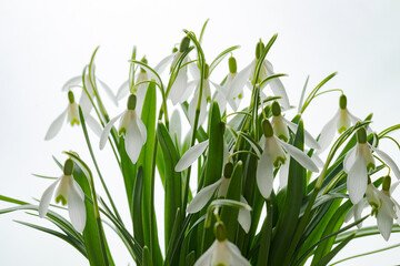 Galanthus nivalis. Snowdrops on the white background. Springtime symbol.