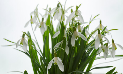 Galanthus nivalis. Snowdrops on the white background. Springtime symbol.