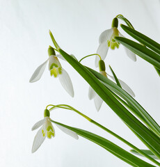 Galanthus nivalis. Snowdrops on the white background. Springtime symbol.