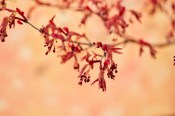 春の満開の花のアップ写真