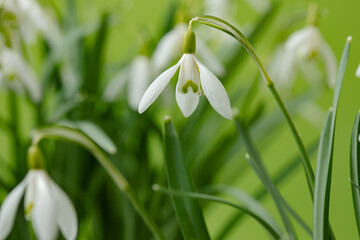 Galanthus nivalis. Snowdrops on the green background. Springtime symbol.