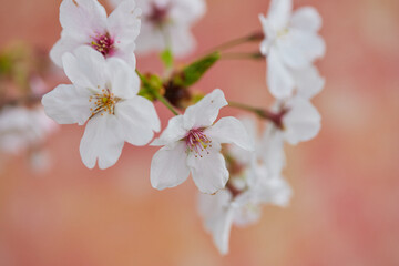 春の満開の桜の花のアップ写真