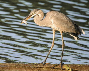 Blue heron with a fish in his mouth