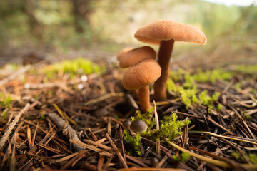 tiny macro mushrooms on the forest floor at gold creek pond on Snoqualmie Pass