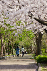 Fototapeta na wymiar 春の桜満開の公園で犬を連れて花見している人々の姿