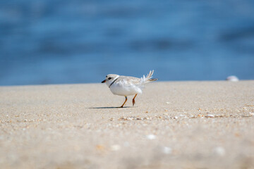 Piping Plover (Charadrius melodus) walking on Sandy Hook, NJ, beach on sunny spring morning