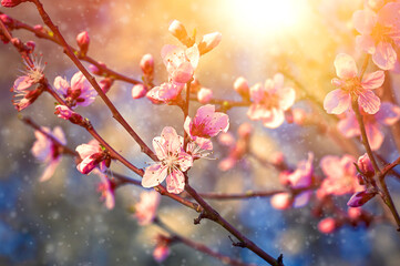 Beautiful nature with flowering tree and sun. Spring flowers with blurred background. Blossom tree over nature background with selective focus