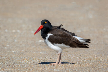American Oystercatcher (Haematopus palliatus) walking on Sandy Hook, NJ, beach on sunny spring morning