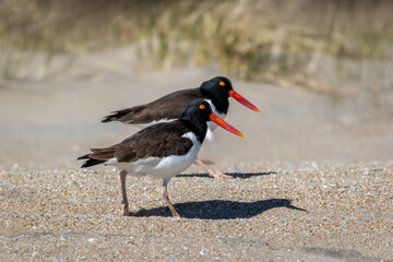 American Oystercatcher (Haematopus palliatus) pair walking on Sandy Hook, NJ, beach on sunny spring morning