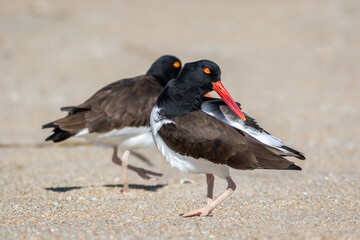 American Oystercatcher (Haematopus palliatus) pair walking on Sandy Hook, NJ, beach on sunny spring morning